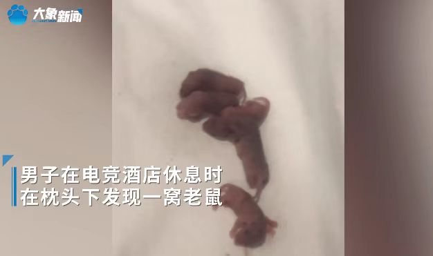 男子在电竞酒店枕头下发现一窝老鼠，当事人：瞬间吓傻了