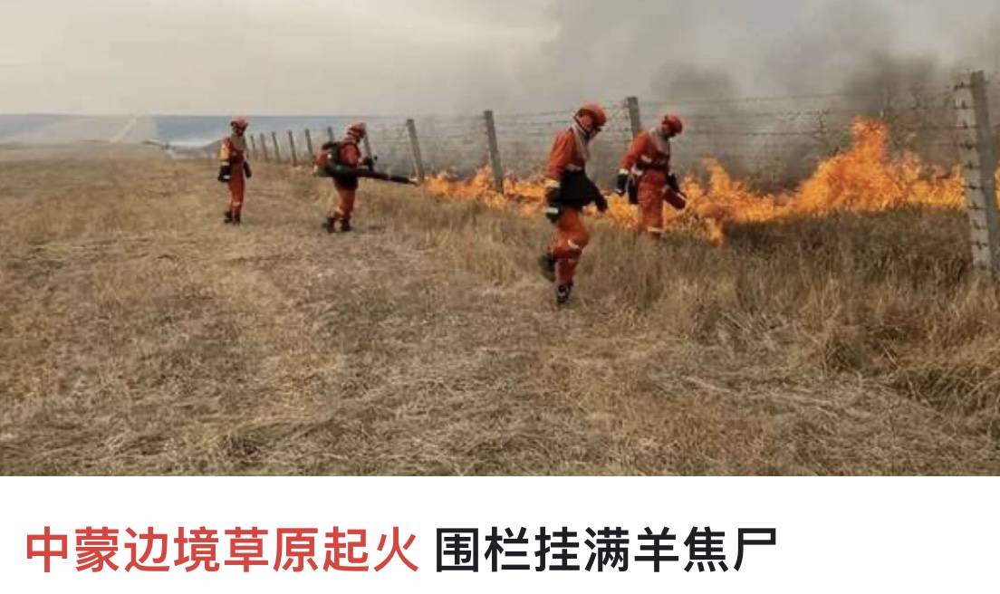 又出事了？中蒙边境草原起火，围栏挂满羊焦尸