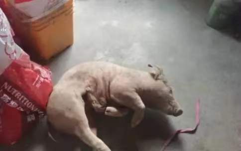 哈尔滨一养殖户刚买的40多头猪崽离奇死亡，原因为何？