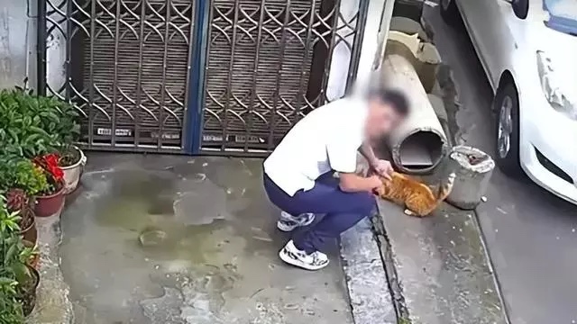 恶魔在人间！男子用小刀残忍割断看门猫尾巴