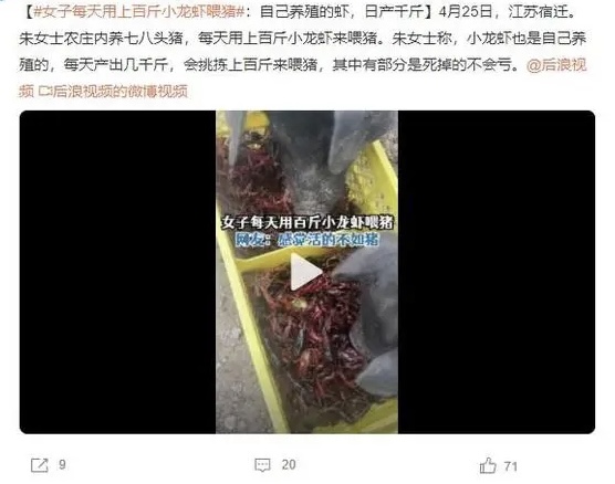 “人不如猪”系列？女子每天用上百斤小龙虾喂猪