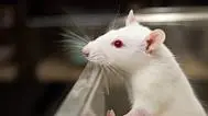 美国在搞什么？美生物实验室感染病毒的小白鼠逃了！